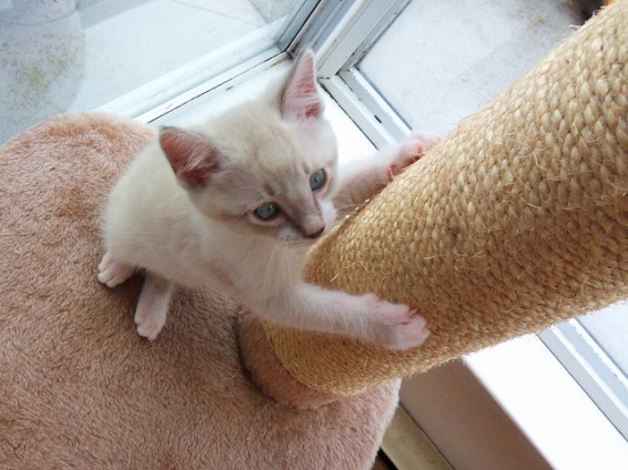 Mačke lahko z malo vztrajnosti odvadimo praskanja pohištva. Foto: jeniffer c / flickr cc